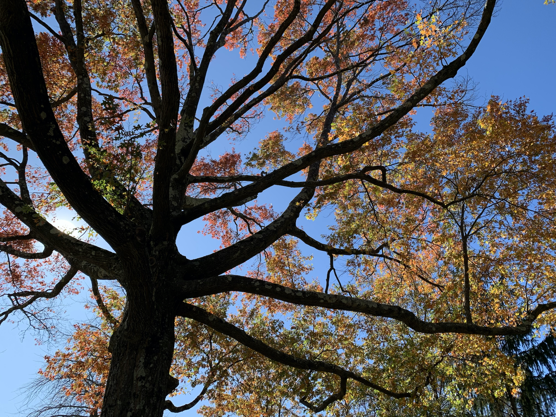 Autumn trees in Concord, MA